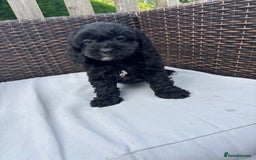 Mixed Breed dogs for sale: Beautiful cockalierpoo pups  - Image 3