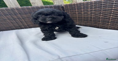 Mixed Breed dogs - Advert 1