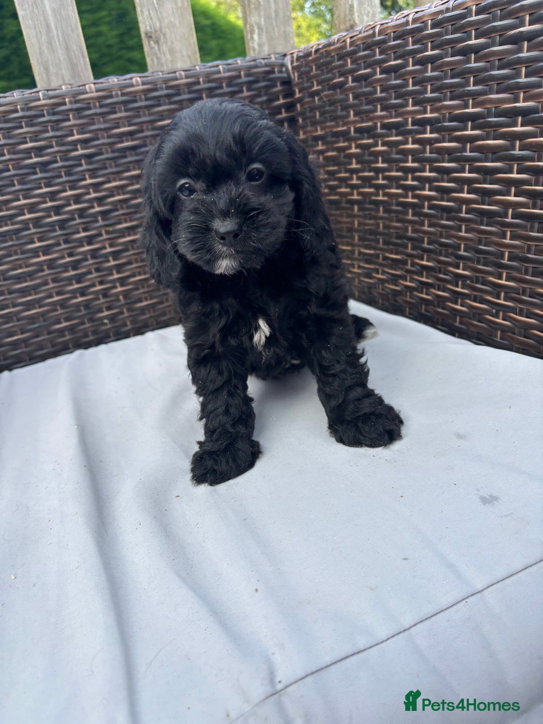 Mixed Breed dogs for sale: Beautiful cockalierpoo pups  - Image 3