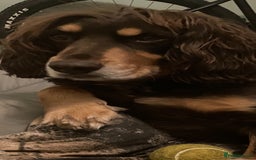 Cocker Spaniel dogs for stud: PROVEN KC REGISTERED Cocker Spaniel for Stud in Tadworth - Image 3