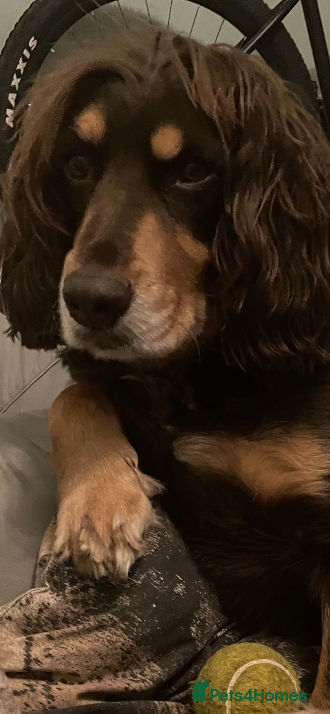 Cocker Spaniel dogs for stud: PROVEN KC REGISTERED Cocker Spaniel for Stud in Tadworth - Image 3