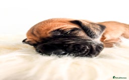Great Dane dogs for sale: 🌟  Great Danes born 4th of August 2025 🌟 - Image 19