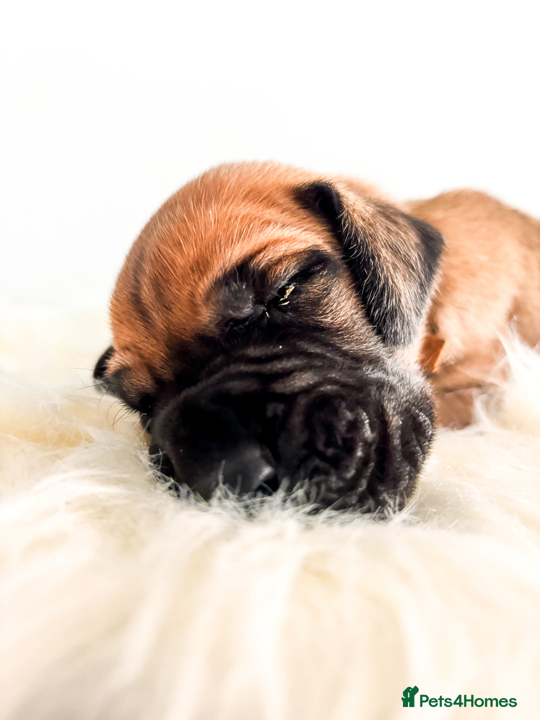 Great Dane dogs for sale: 🌟  Great Danes born 4th of August 2025 🌟 - Image 19
