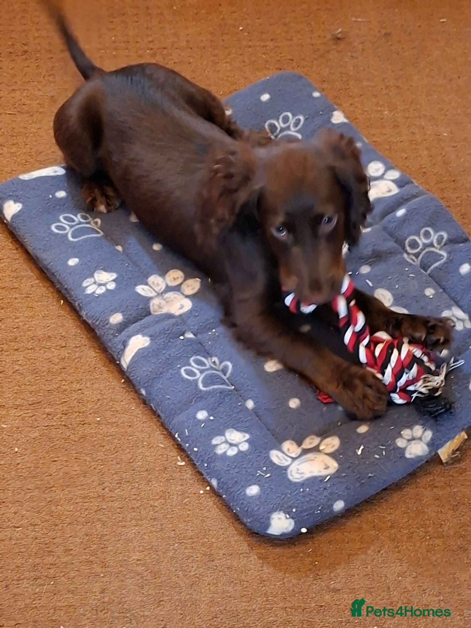 Cocker Spaniel dogs 7 month old chocolate puppy needing new home  - Advert 1