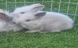 Lionhead rabbits for sale: Baby lionhead Rabbits-female ready to leave now  - Image 9