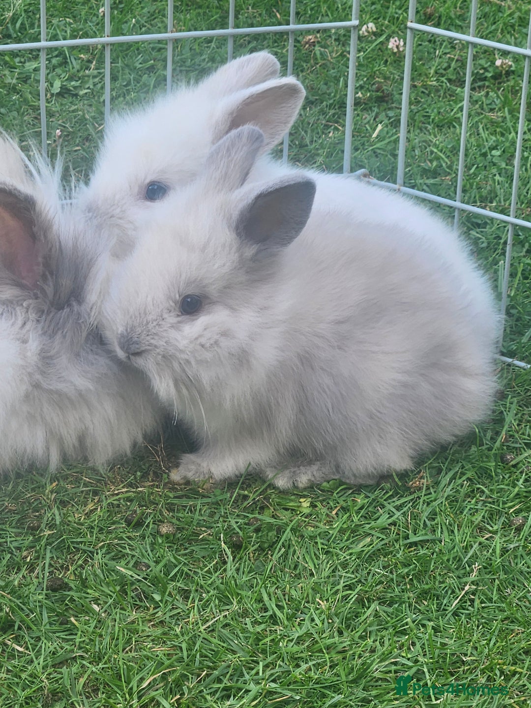 Lionhead rabbits for sale: Baby lionhead Rabbits-female ready to leave now  - Image 9