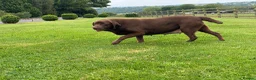 Labrador Retriever dogs for sale: Chocolate Labrador KC Puppies, Ready 13/9/26 - Advert 5