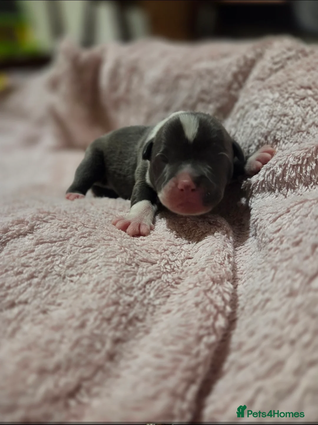 Staffordshire Bull Terrier dogs for sale: KC Reg Staffordshire Bull terrier puppies  - Advert 5
