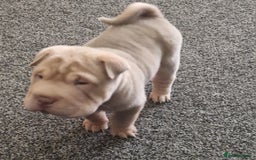 Shar Pei dogs for sale: Male Shar peis - Image 37