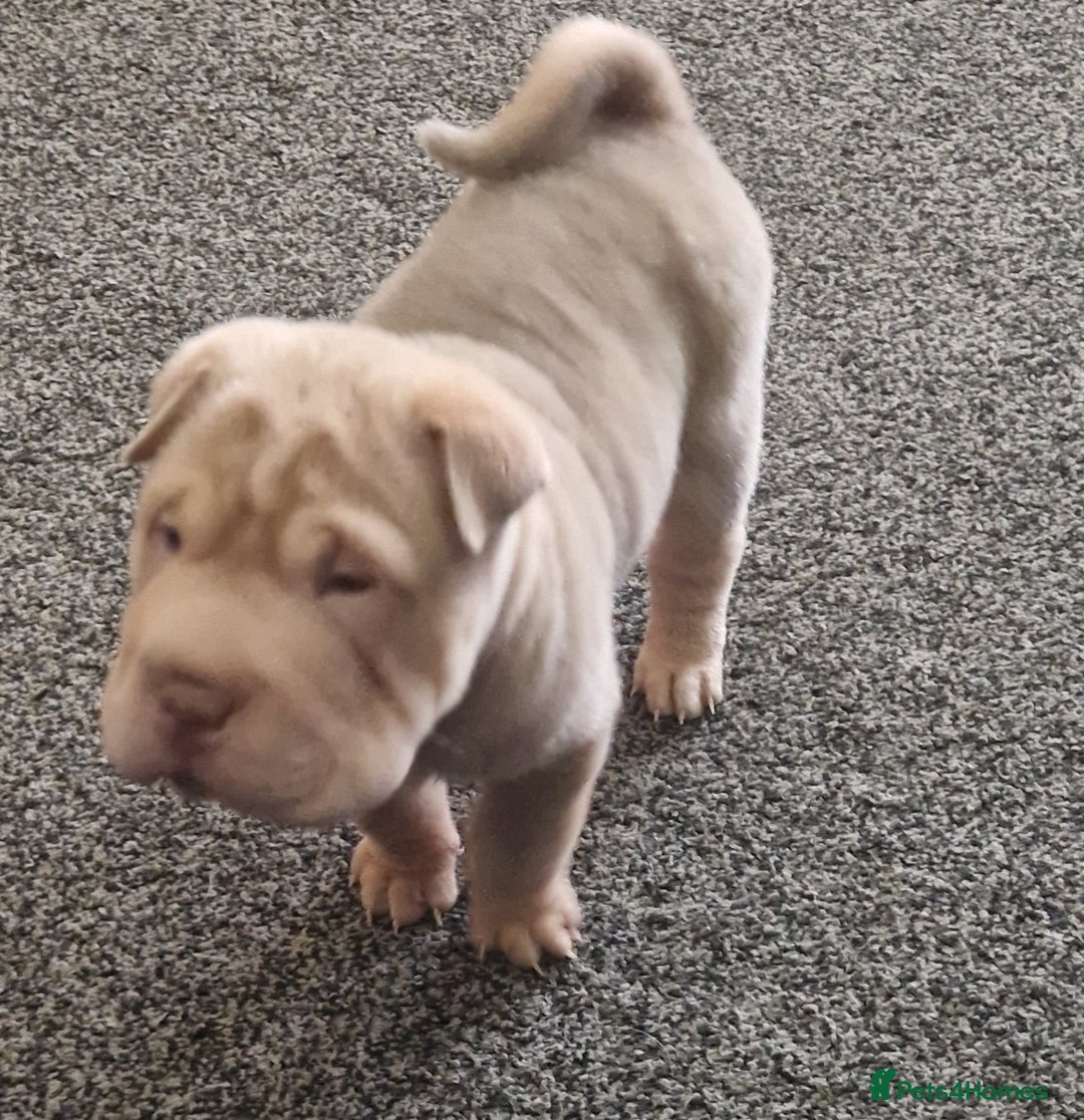 Shar Pei dogs for sale: Male Shar peis - Image 37