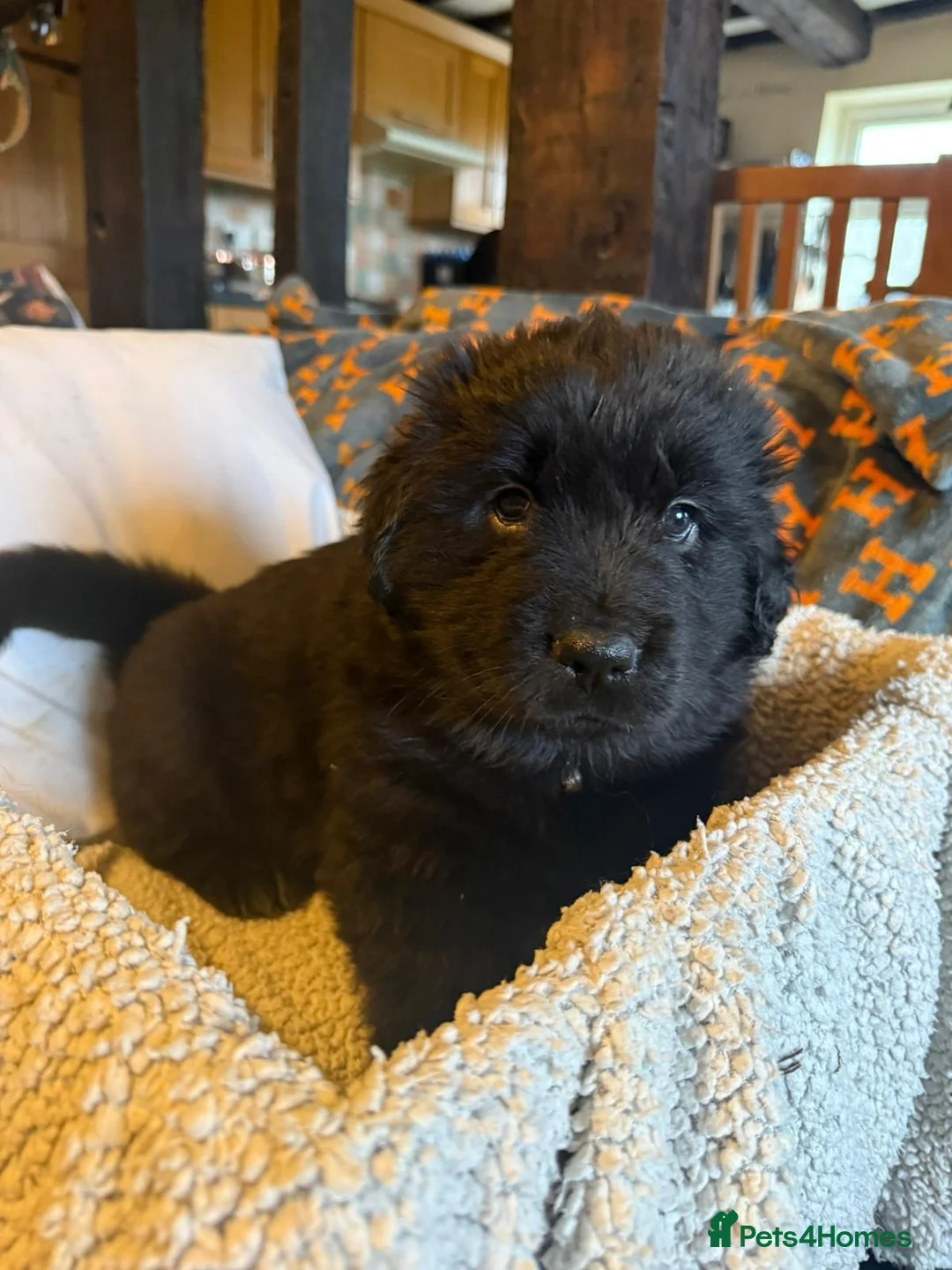 Mixed Breed dogs for sale: 1 girl left Newfoundland x 25% Great pyranees - Advert 10