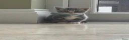 Mixed Breed cats for sale: Gorgeous kittens for sale - Advert 2
