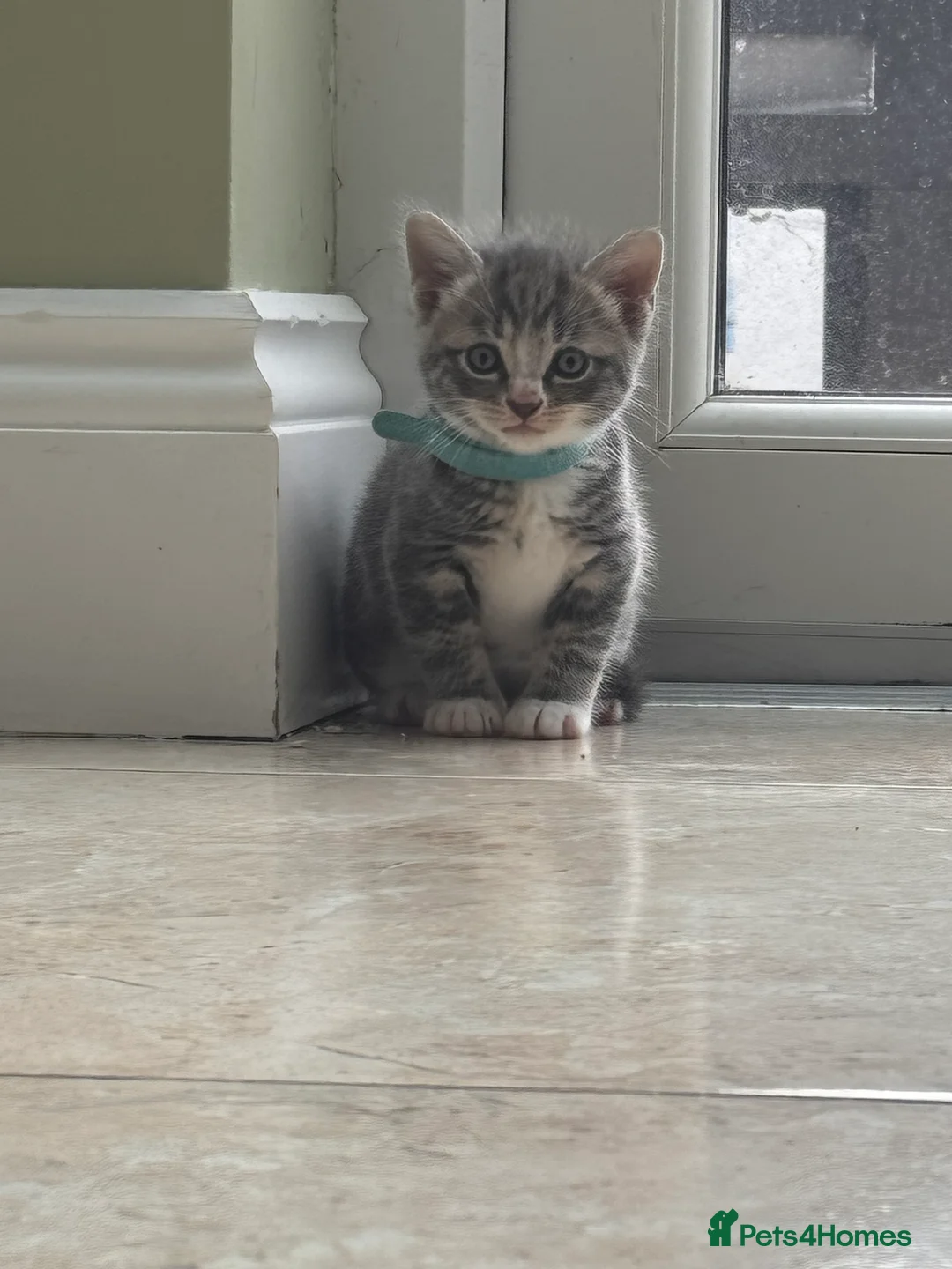Mixed Breed cats for sale: Gorgeous kittens for sale - Advert 2