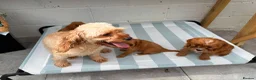 Cavapoo dogs for sale: Stunning litter of Cavapoos  - Advert 12