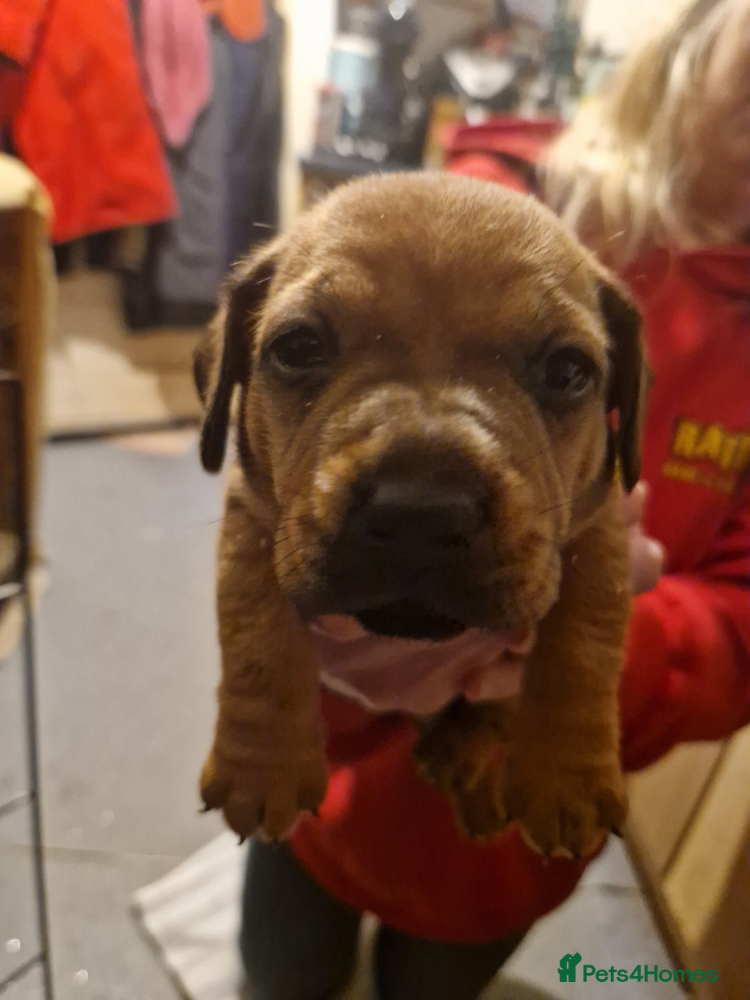 Mixed Breed dogs for sale: Staffy X Miniature Dachsund Puppies - Advert 24