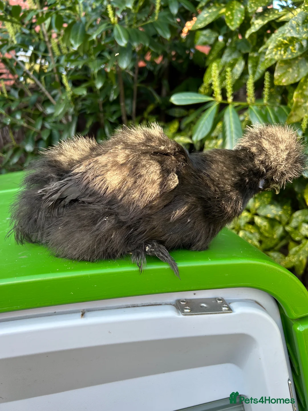 Chickens poultry for sale: POL Black Bantam Uk Silkie Hen - Advert 5