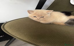British Shorthair cats for sale: 🏡 Pedigree British Shorthair Kittens  🐾 - Image 4