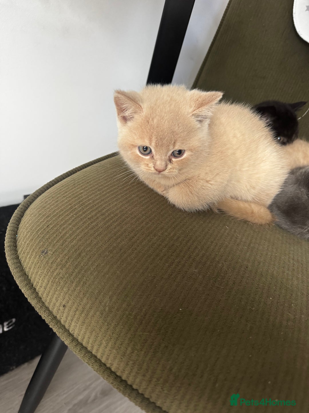 British Shorthair cats for sale: 🏡 Pedigree British Shorthair Kittens  🐾 - Image 4