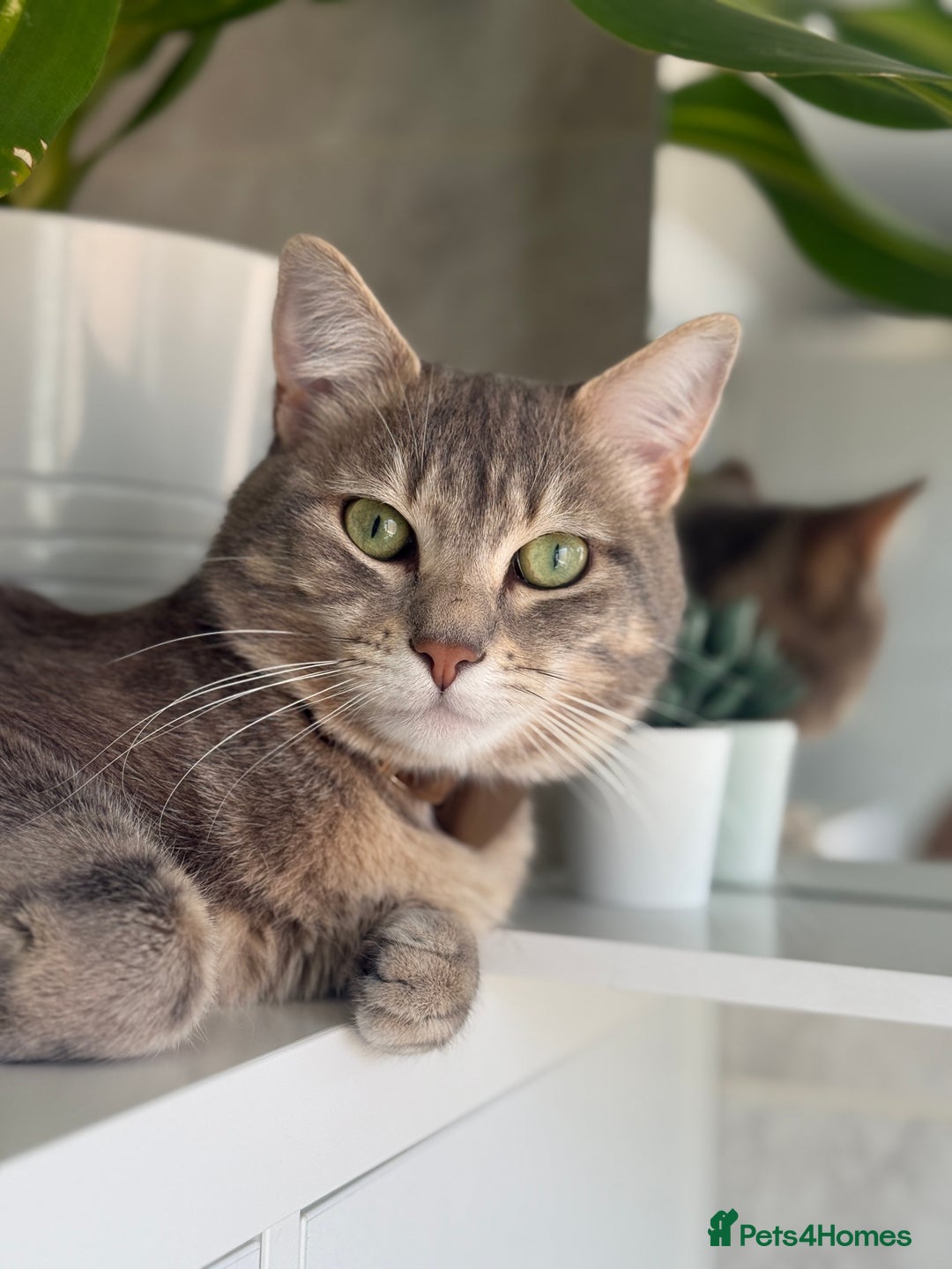 Turkish Angora cats for sale: Cute Turkish Angora x British Shorthair Kittens - Advert 8