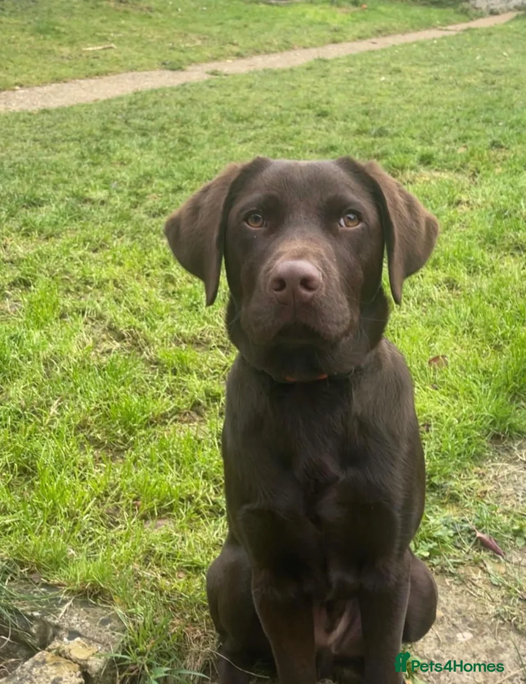 Labrador Retriever dogs for sale: 7-Month-Old Chocolate Labrador Male - new Home - Advert 2