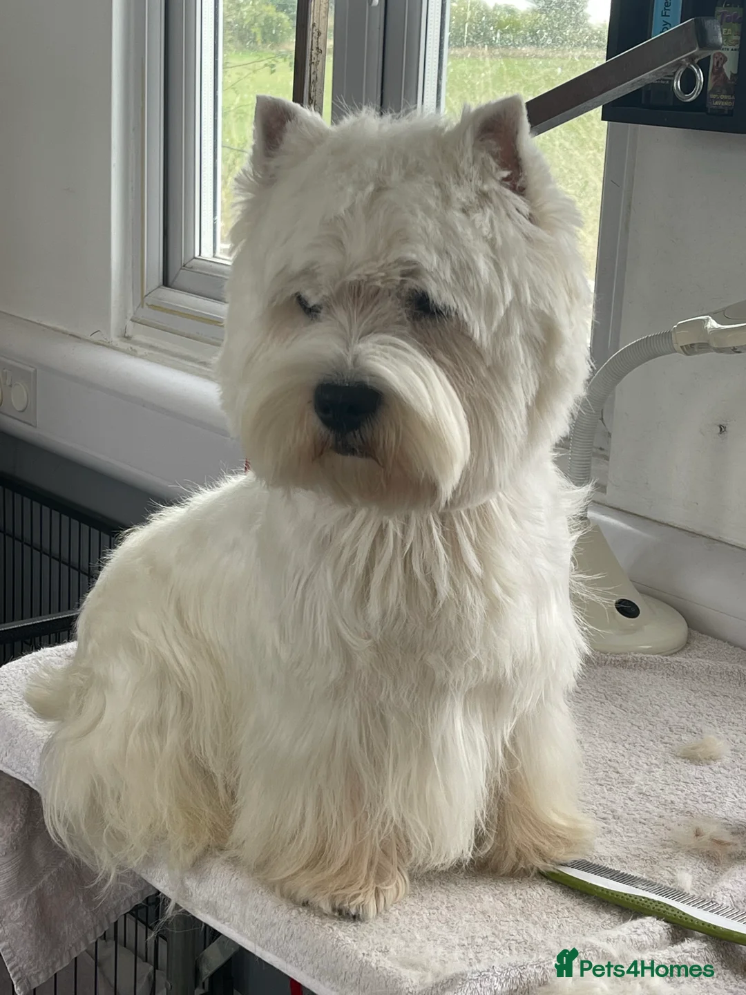 West Highland Terrier dogs for stud: West Highland White Terrier for Stud in Colchester - Advert 2