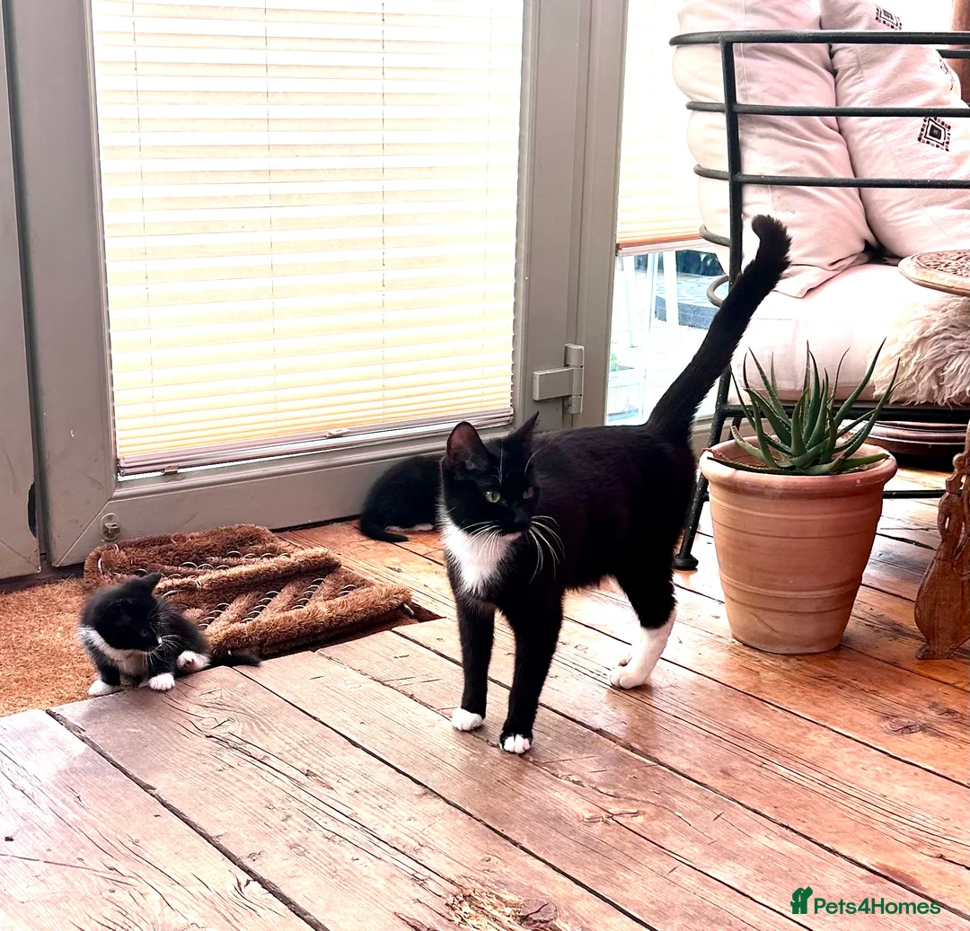 Mixed Breed cats for sale: Mixed Breed Tuxedo kittens  - Advert 1
