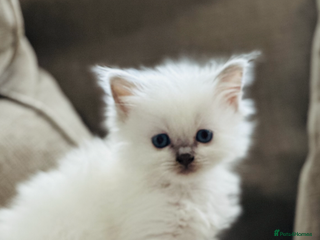 Ragdoll cats 🎀GCCF Heart-Melting Babies🦋 - Advert 1