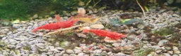 Shrimps fish for sale: Tropical Shrimp tanks + setup in Scunthorpe - Advert 9