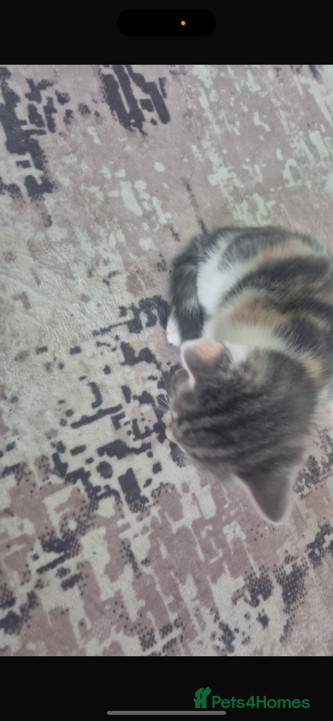 Mixed Breed cats for sale: Beautiful tabby kittens  - Image 6