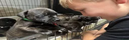 Staffordshire Bull Terrier dogs for sale: Gorgeous Brindle KC Pups  - Advert 3