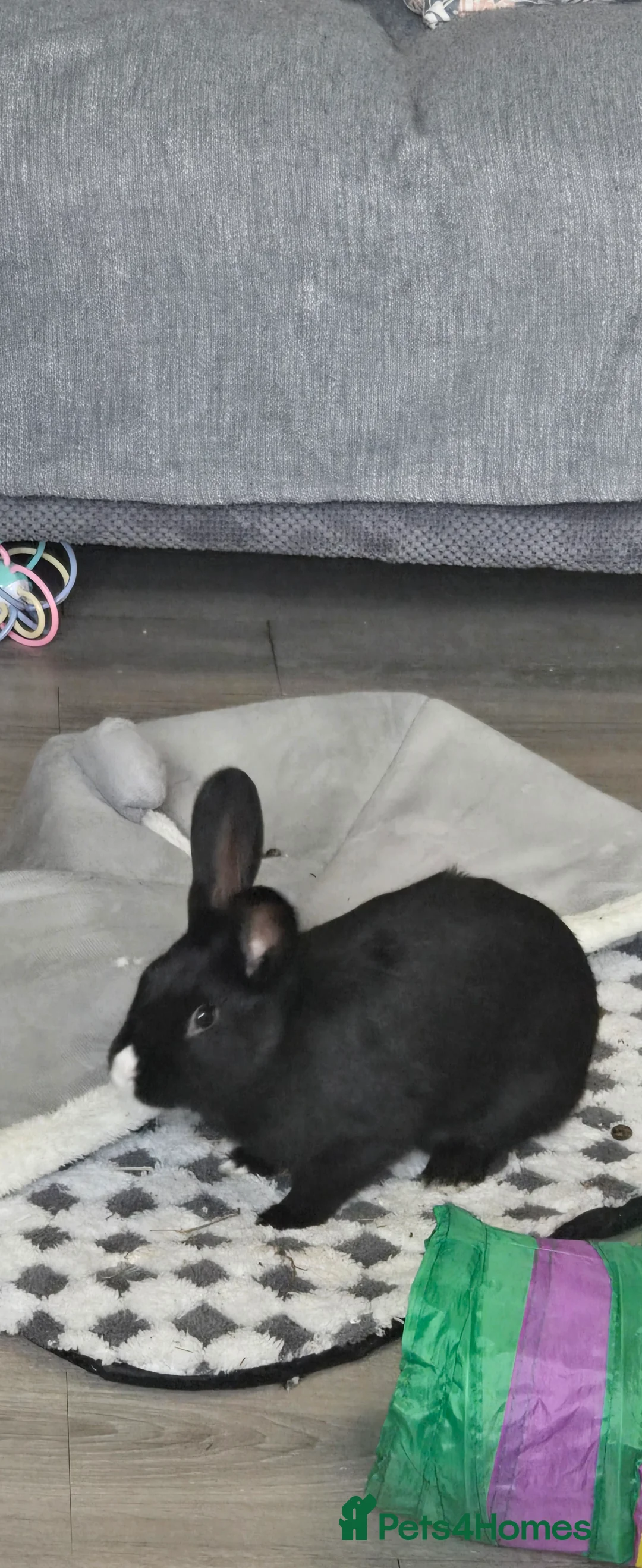 Dutch rabbits for sale: Daisy  in London - Advert 1