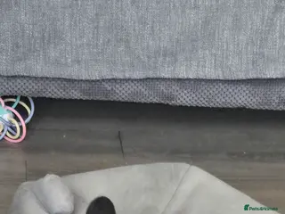 Dutch rabbits Daisy - Advert 7