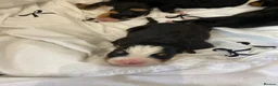 Bernedoodle dogs for sale: Beautiful Tri colour bernedoodle puppies  - Advert 9