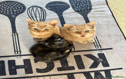 Mixed Breed cats for sale: Kittens For Sale - Image 6
