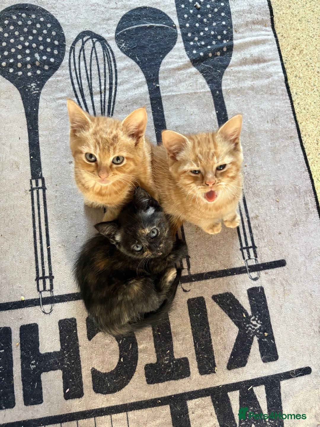 Mixed Breed cats for sale: Kittens For Sale - Image 6