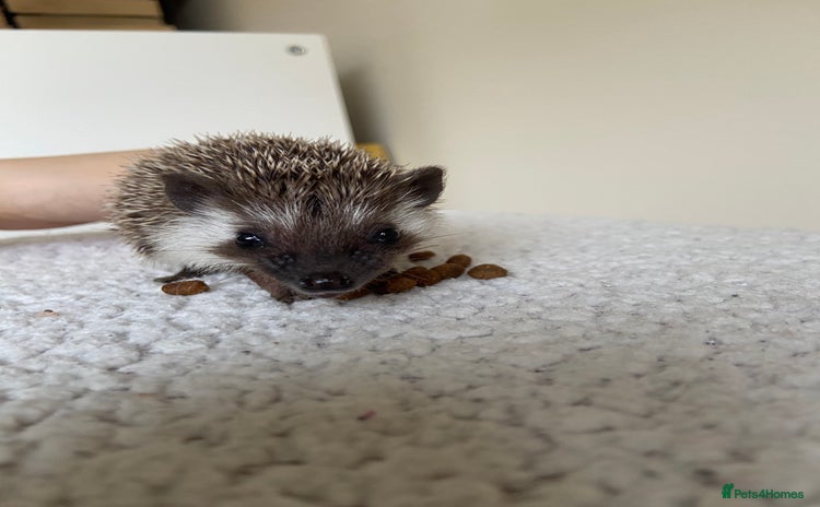 Pygmy Hedgehog rodents - Advert 2