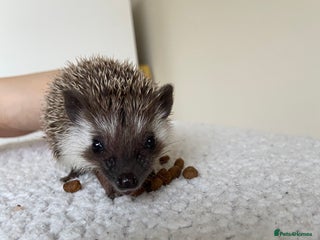 Pygmy Hedgehog rodents - Advert 5