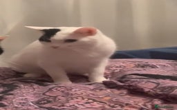 Mixed Breed cats for sale: Micha & Moochi - Image 1