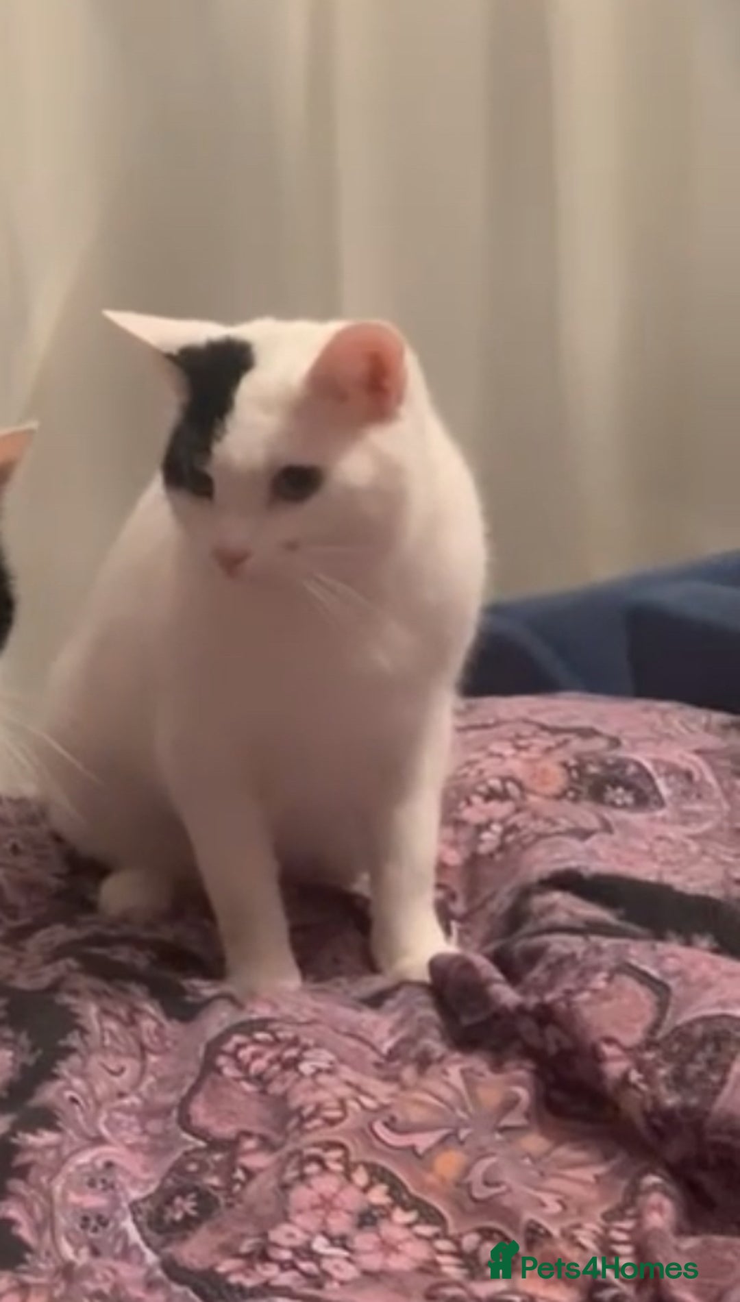 Mixed Breed cats for sale: Micha & Moochi - Image 1