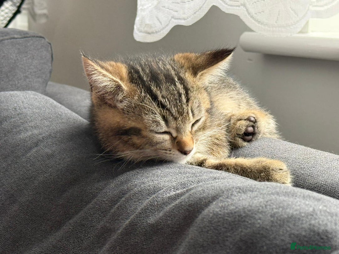 Scottish Fold cats for sale: Scottish kittens - Image 13