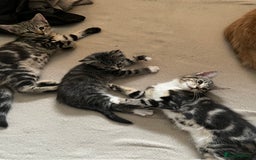 Maine Coon cats for sale: Adorable Kittens - Image 5