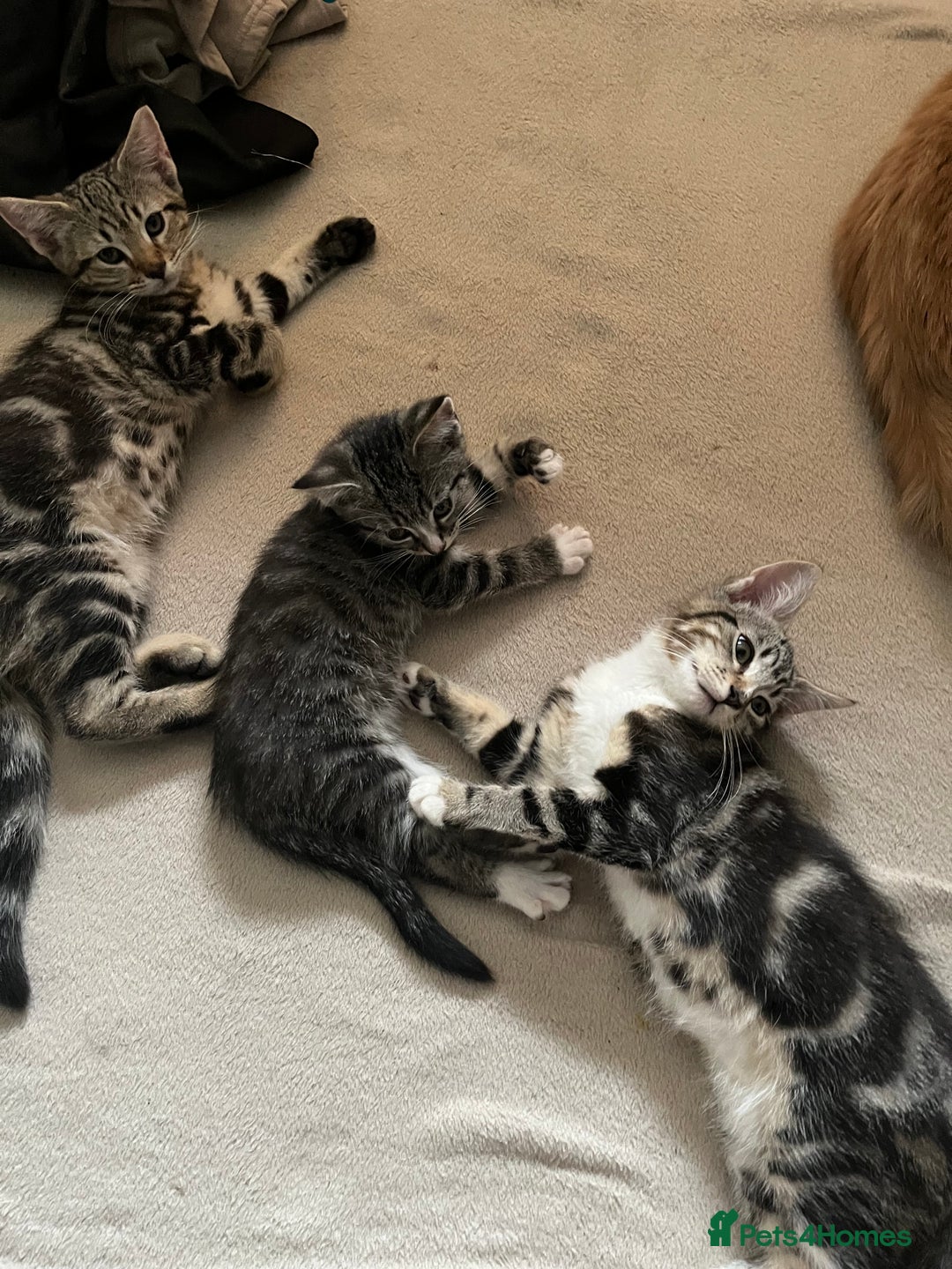 Maine Coon cats for sale: Adorable Kittens - Image 5