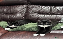 Mixed Breed cats for sale: 2 Tuxedo kittens  - Image 1