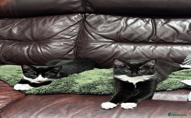Mixed Breed cats - Advert 4