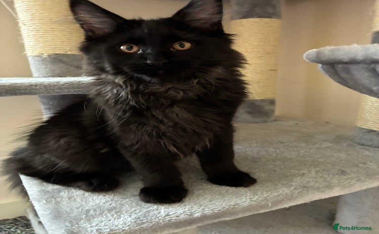 Maine Coon cats - Advert 1