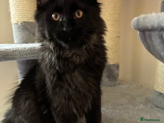 Maine Coon cats Maine coon kittens - Advert 5