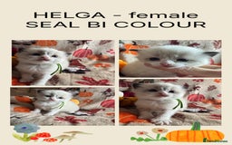 Ragdoll cats for sale: 🏆 gccf ragdoll grand champion kittens 🏆 - Image 37