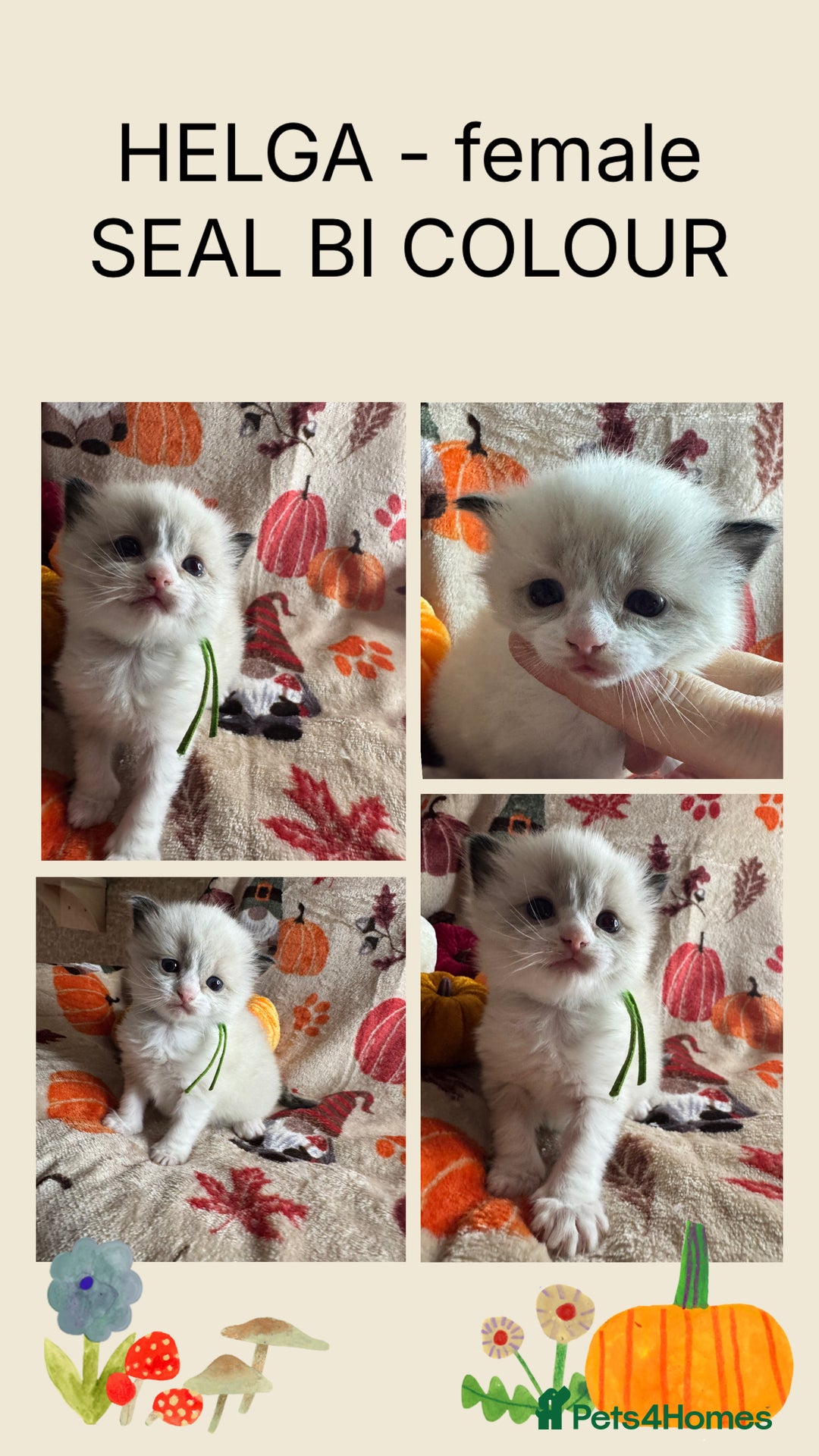 Ragdoll cats for sale: 🏆 gccf ragdoll grand champion kittens 🏆 - Image 37