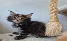 Maine Coon cats for sale: 6 TICA-Registered Maine Coon Kittens Available - Image 16