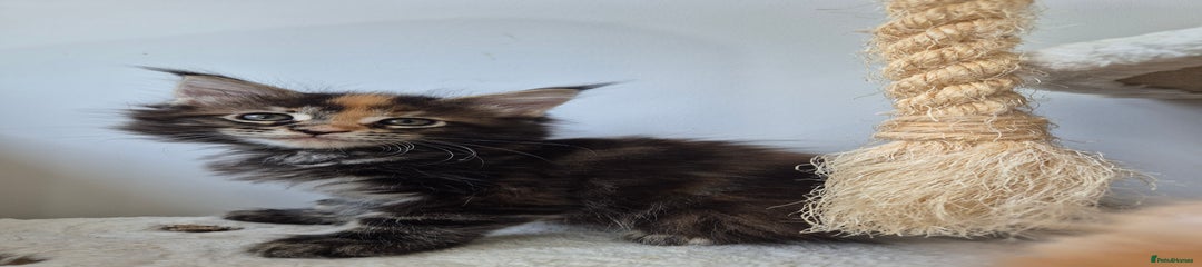 Maine Coon Kitten 6